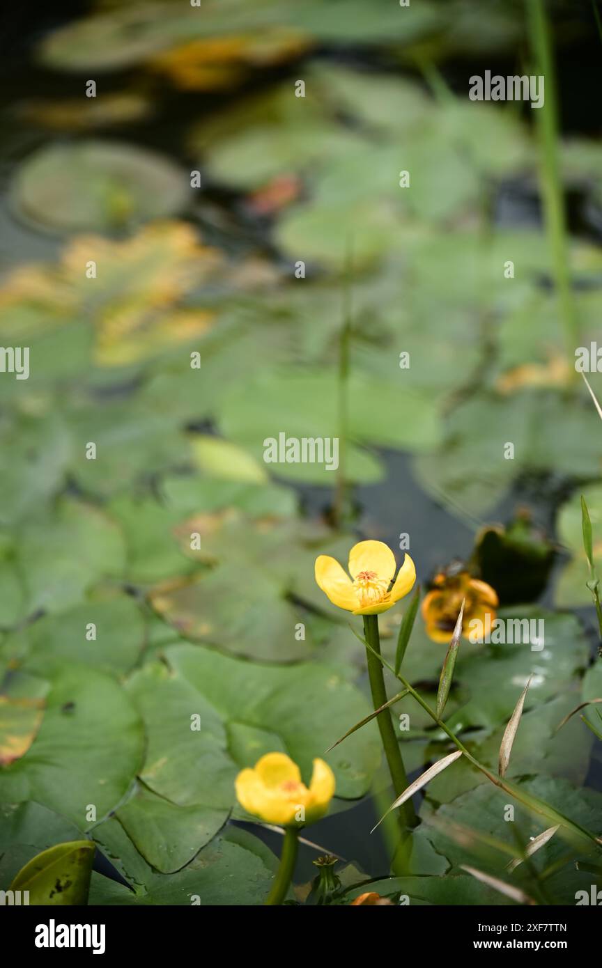 Nuphar Shimadai, eine einzigartige Wasserpflanze in Taiwan, blüht im Frühjahr und Sommer mit leuchtenden gelben Blüten, die die Schönheit von Feuchtgebieten an manchen Stellen verbessern. Stockfoto