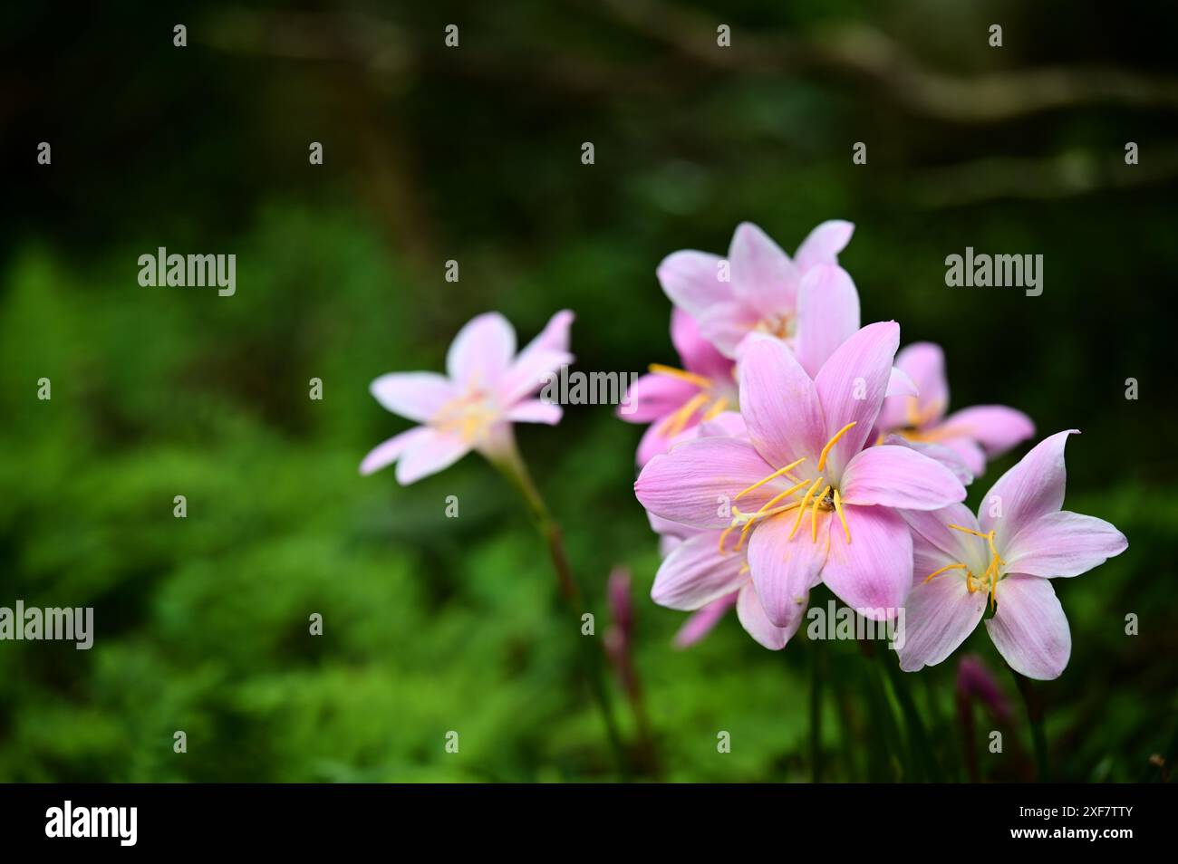 Zephyranthes carinata, auch bekannt als Rain Lily, stammt aus Zentralamerika und hat sich weltweit verbreitet. Die rosafarbenen Blüten und gelben Staubblätter stehen im Kontrast Stockfoto
