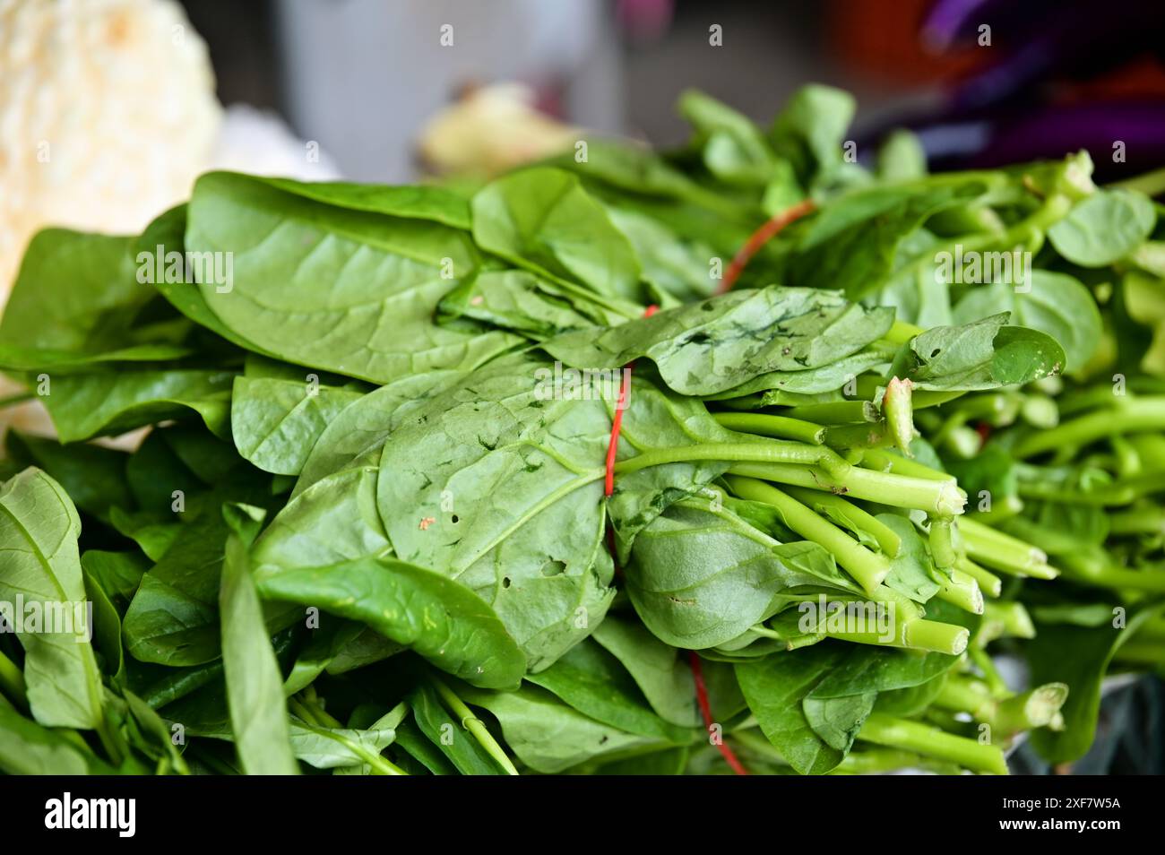 Der in China und Taiwan verbreitete Malabar-Spinat, bekannt für seine weichen, saftigen Blätter und Stiele, ist nährstoffreich und vielseitig in der Kochmethode. Stockfoto