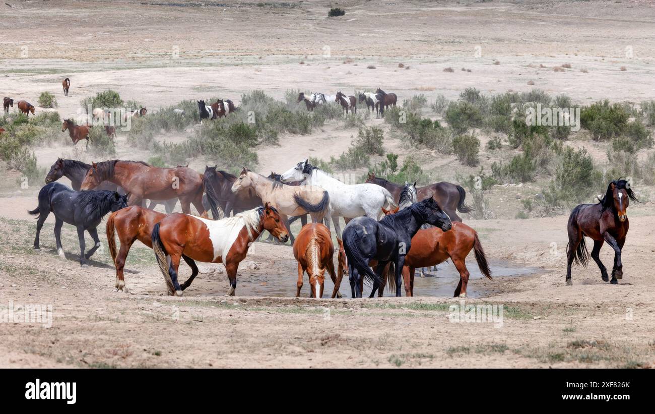 Die Wildpferdeherde des Onaqui Mountain hat eine leichte bis mittelschwere Struktur und ist in Farben wie Sauerampfer, roan, Buchleder, Schwarz, Palomino, und grau. Stockfoto
