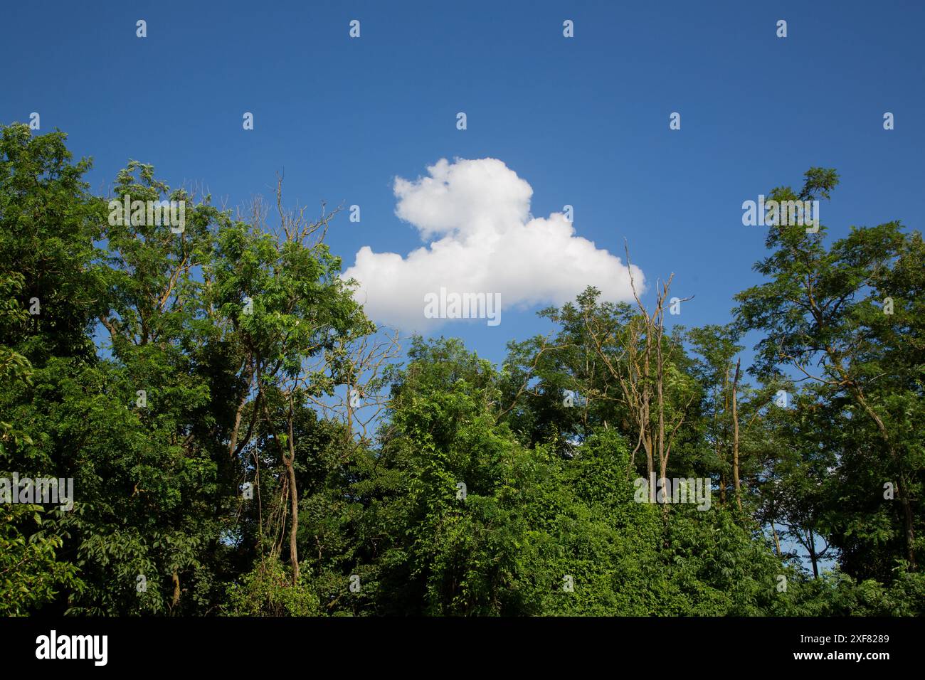 Baumkronen mit einer einzigen Wolke am mittleren Himmel Stockfoto