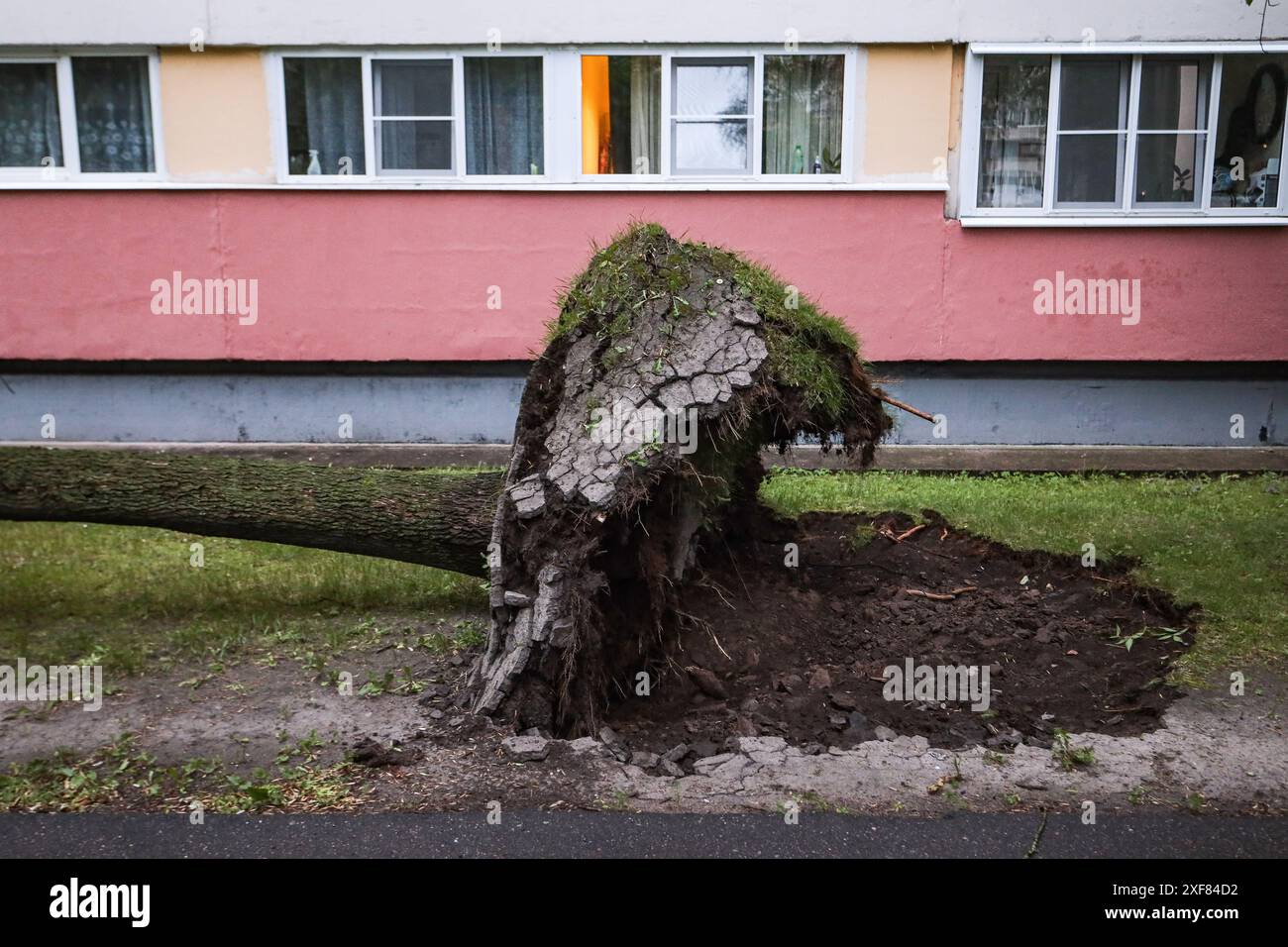 Die Folgen eines Hurrikans in Form von umgefallenen Bäumen, die auf der Partizan-Straße in der Nähe von Haus 26 aus dem Boden entwurzelt sind. Ein mächtiger Hurrikan bedeckte mehrere Bezirke von St. Petersburg gleichzeitig. Im Bezirk Newski stürzte ein Baukran aufgrund eines Hurrikans. Im Stadtteil Krasnoselski, in der Partizan-Straße, in der Nähe von Haus 26, wurden nacheinander Bäume aus dem Boden gerissen. Der Gouverneur von St. Petersburg Beglov forderte die Bewohner von St. Petersburg auf, wegen Gewittern und Hurrikanen zu Hause zu bleiben. Mindestens ein Hurrikanopfer wurde in St. Petersburg gemeldet. Stockfoto