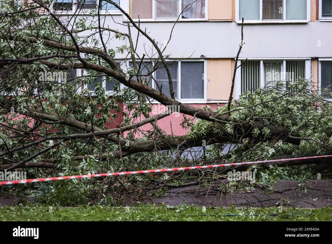 Die Folgen eines Hurrikans in Form von umgefallenen Bäumen, die auf der Partizan-Straße in der Nähe von Haus 26 aus dem Boden entwurzelt sind. Ein mächtiger Hurrikan bedeckte mehrere Bezirke von St. Petersburg gleichzeitig. Im Bezirk Newski stürzte ein Baukran aufgrund eines Hurrikans. Im Stadtteil Krasnoselski, in der Partizan-Straße, in der Nähe von Haus 26, wurden nacheinander Bäume aus dem Boden gerissen. Der Gouverneur von St. Petersburg Beglov forderte die Bewohner von St. Petersburg auf, wegen Gewittern und Hurrikanen zu Hause zu bleiben. Mindestens ein Hurrikanopfer wurde in St. Petersburg gemeldet. Stockfoto
