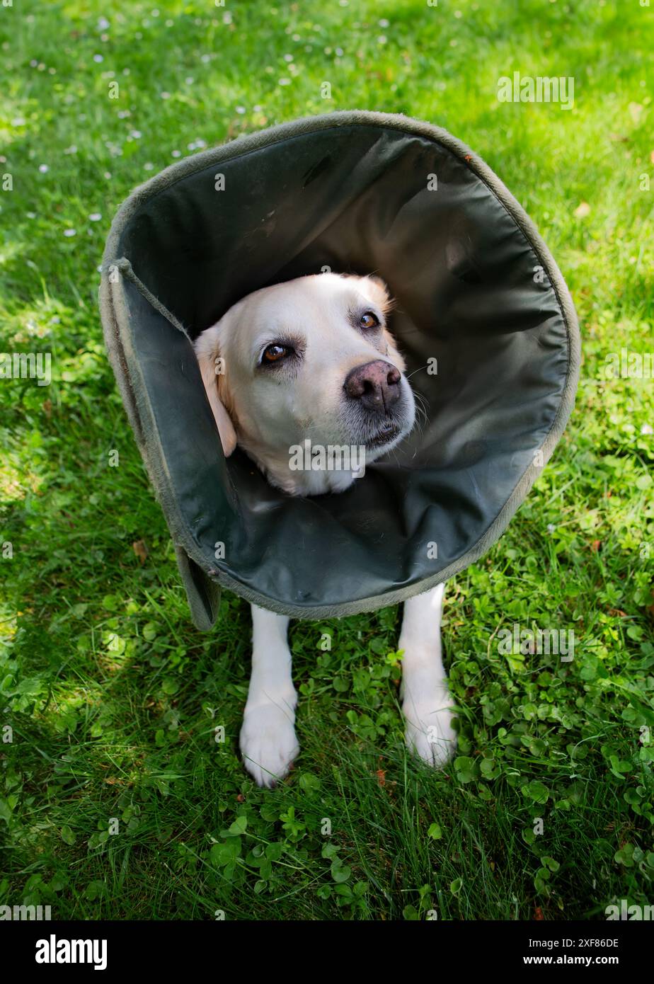 Labrador mit viktorianischem Kragen, verletzte Schnauze, ruht im Hof. Stockfoto