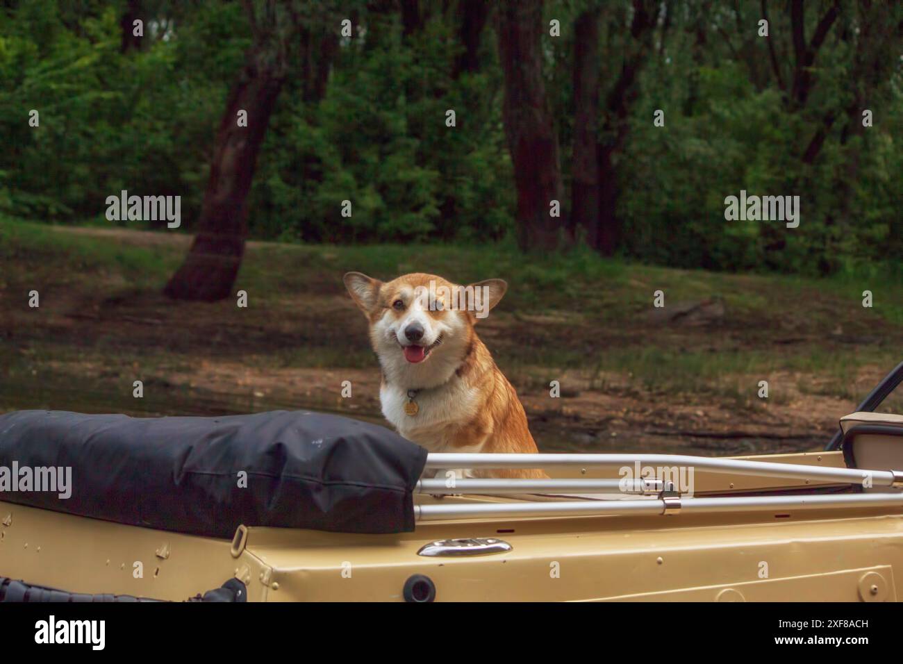 Wunderbarer Corgi-Hund, der in einem Boot sitzt Stockfoto