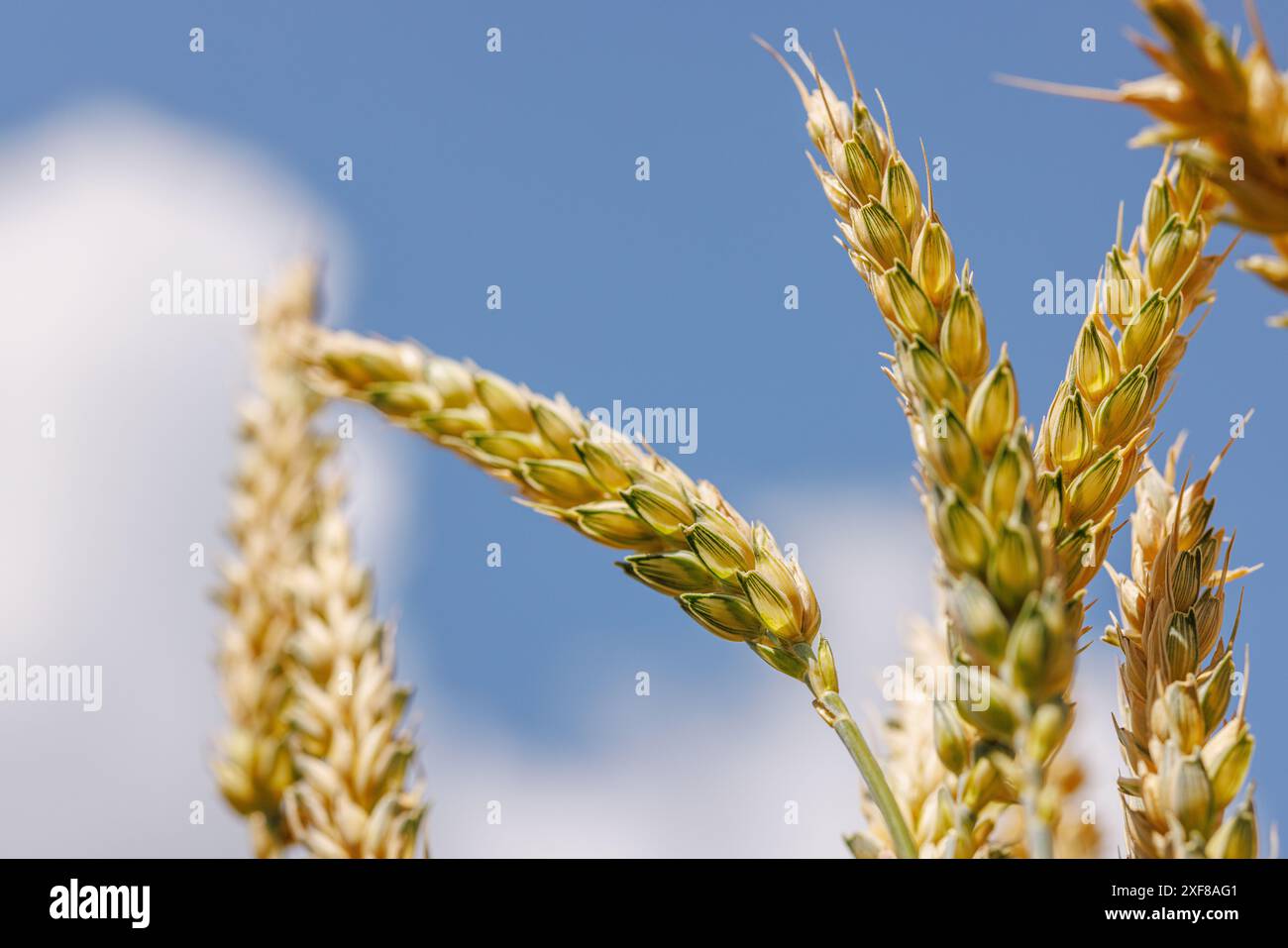 Feld von reifem Weizen vor blauem Himmel, Konzept des Getreideanbaus, Erntezeit, Roggenpflanze, Getreidedeal Stockfoto