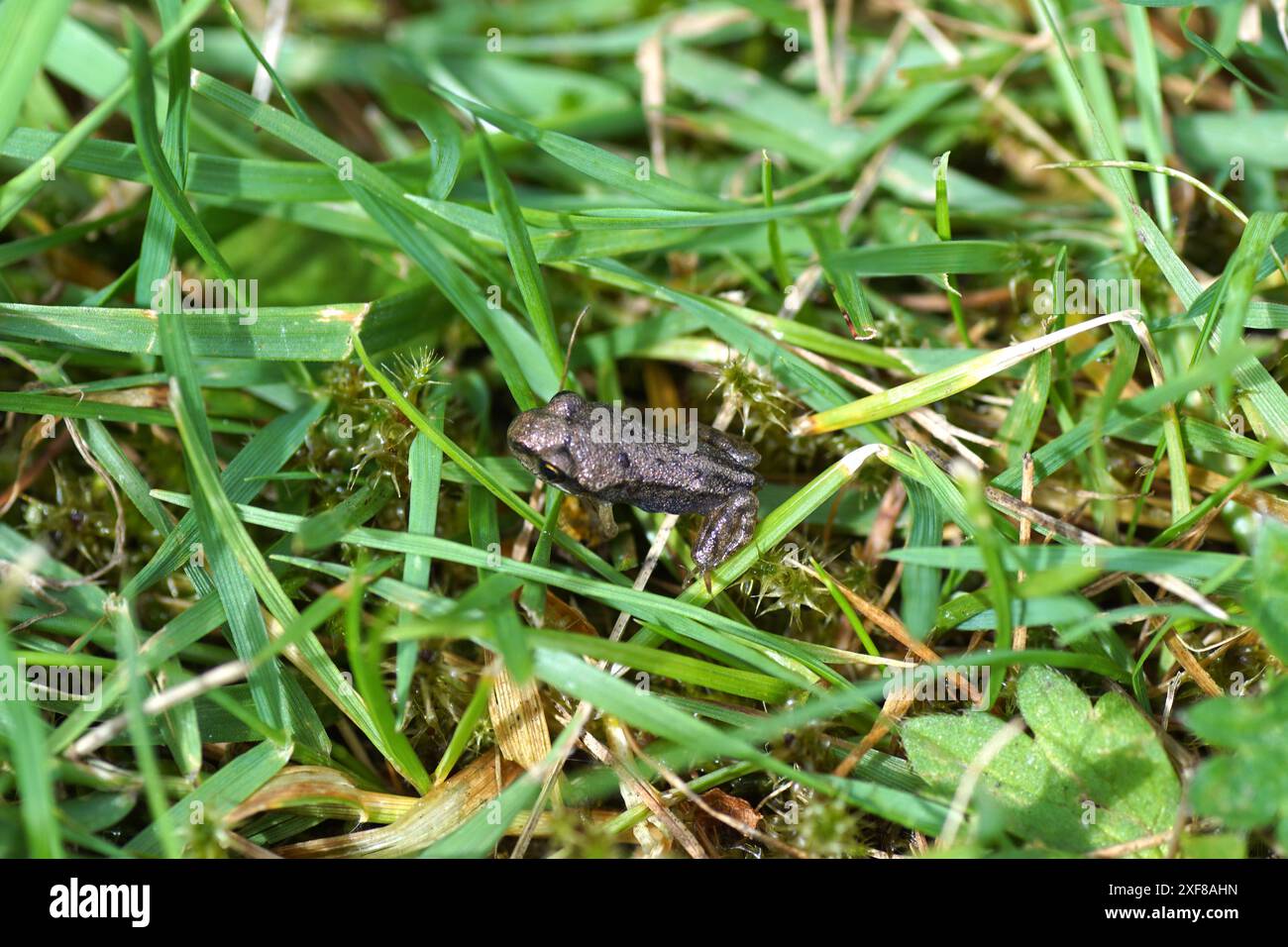 Nahaufnahme kleiner, junger gemeiner Frosch (Rana temporaria). Familie echte Frösche (Ranidae). Auf dem Rasen im Gras. Holländischer Garten. Sommer, Juli Stockfoto