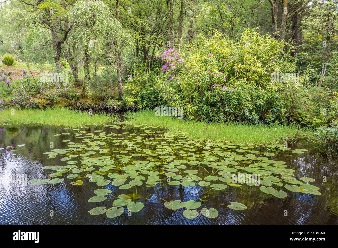 Geographie / Reise, Großbritannien, Schottland, Teich in Glencoe House Landschaftsgarten, Ballachulish, ADDITIONAL-RIGHTS-CLEARANCE-INFO-NOT-AVAILABLE Stockfoto