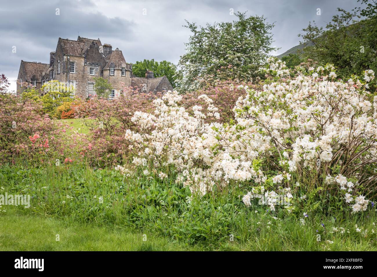 Geographie / Reise, Großbritannien, Schottland, großer Rhododendron im Garten des Ardanaiseg House, ADDITIONAL-RIGHTS-CLEARANCE-INFO-NOT-AVAILABLE Stockfoto