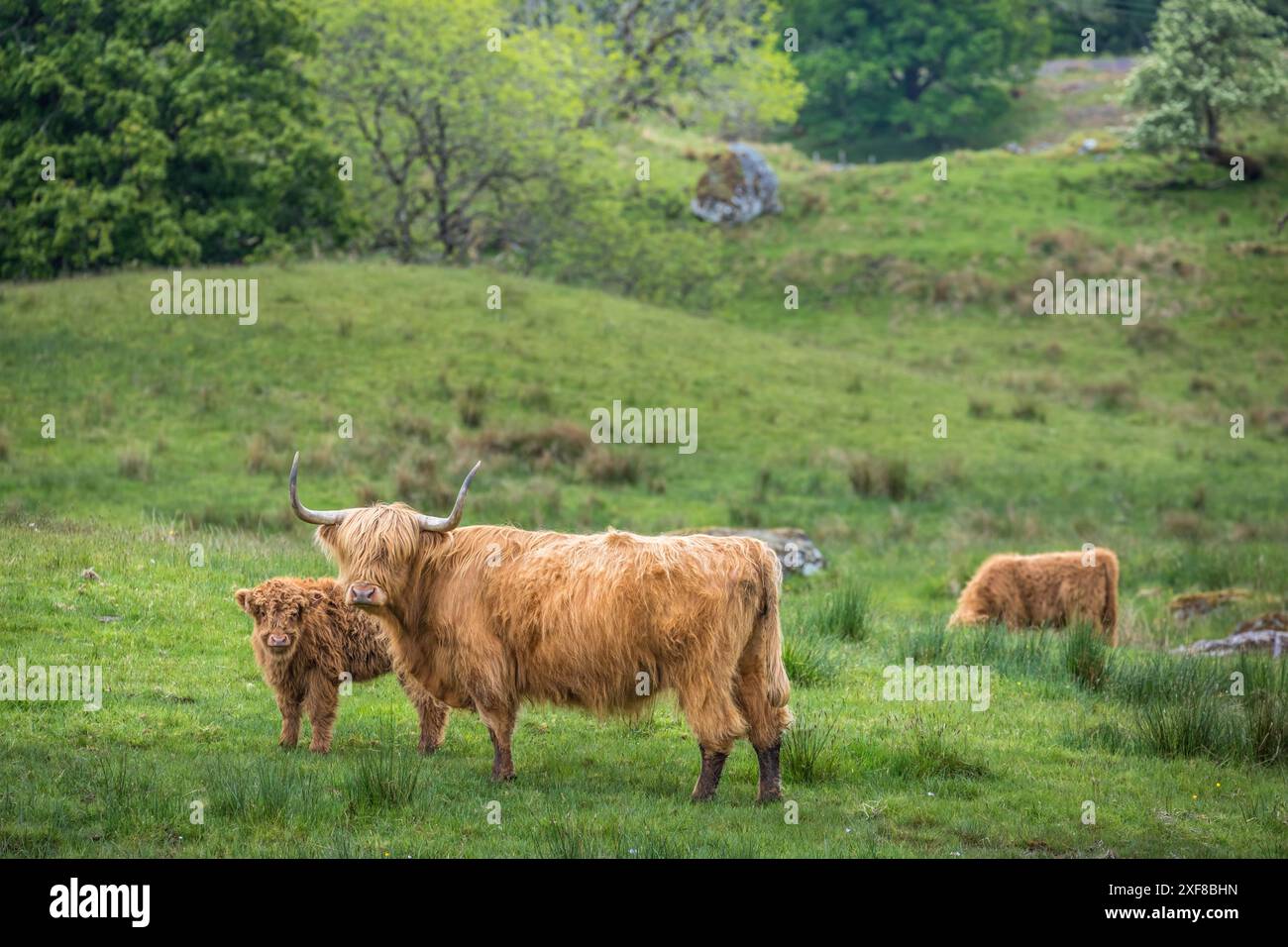 Geografie / Reise, Großbritannien, Schottland, Highland Cattle nahe Loch Awe bei Cladich, ADDITIONAL-RIGHTS-CLEARANCE-INFO-NOT-AVAILABLE Stockfoto