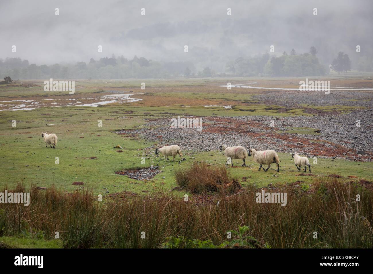 Geographie / Reise, Großbritannien, Schottland, Küstenlandschaft am Loch Linnhe bei Aryhoulan, ADDITIONAL-RIGHTS-CLEARANCE-INFO-NOT-AVAILABLE Stockfoto
