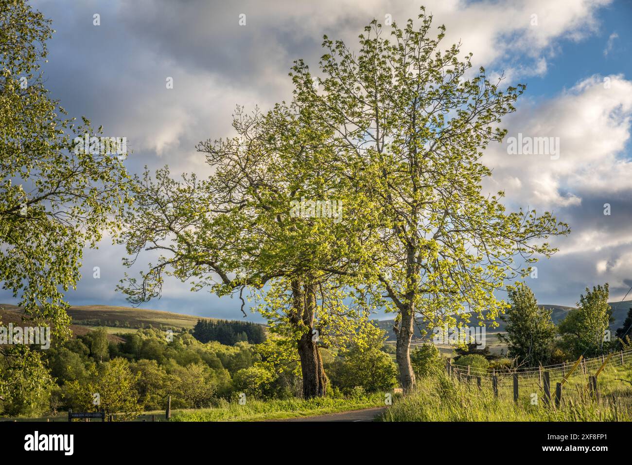 Geografie / Reise, Großbritannien, Schottland, Spring Trees in Kirkton von Glenisla Village, ADDITIONAL-RIGHTS-CLEARANCE-INFO-NOT-AVAILABLE Stockfoto