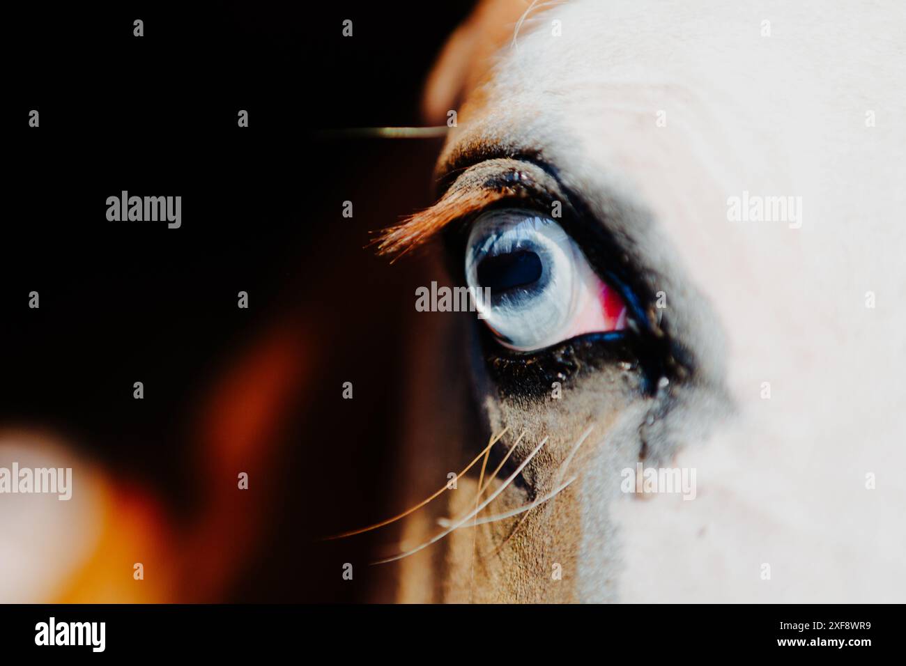 Intensiver und detaillierter Blick auf das blaue Auge eines Pferdes. Die Nahaufnahme hebt die komplizierten Strukturen und die natürliche Schönheit des Auges hervor, wobei der Fokus auf Th liegt Stockfoto