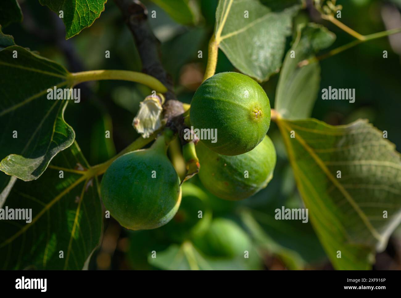 Feigen Reifen auf einem Baum auf der Insel Zypern 9 Stockfoto