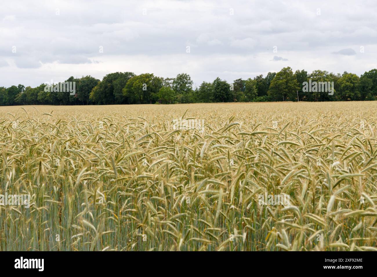 Die Landschaft in Gatow Stockfoto
