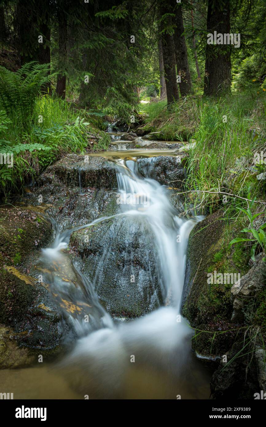 Blick auf einen kleinen Wasserfall in einem Wald versteckt Der zentrale balkan-Nationalpark in Bulgarien Stockfoto