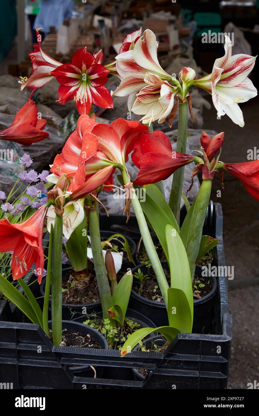 Amaryllis-Pflanzen mit roten und weißen Blüten in Vasen Stockfoto