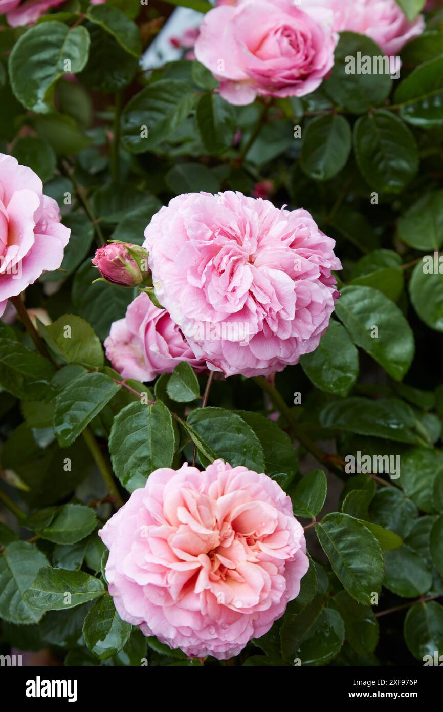 Eustacia Vye Ausegdon, englische Rose mit rosa Blüten Stockfoto