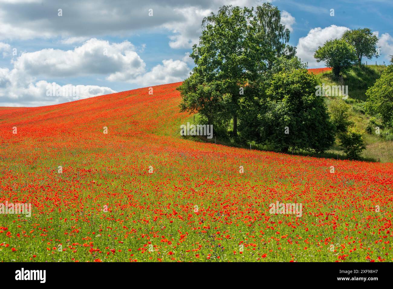 Hügelige Landschaft mit blühendem Mohnfeld in Roerum, Simrishamn Gemeinde, Skane, Schweden, Skandinavien Stockfoto