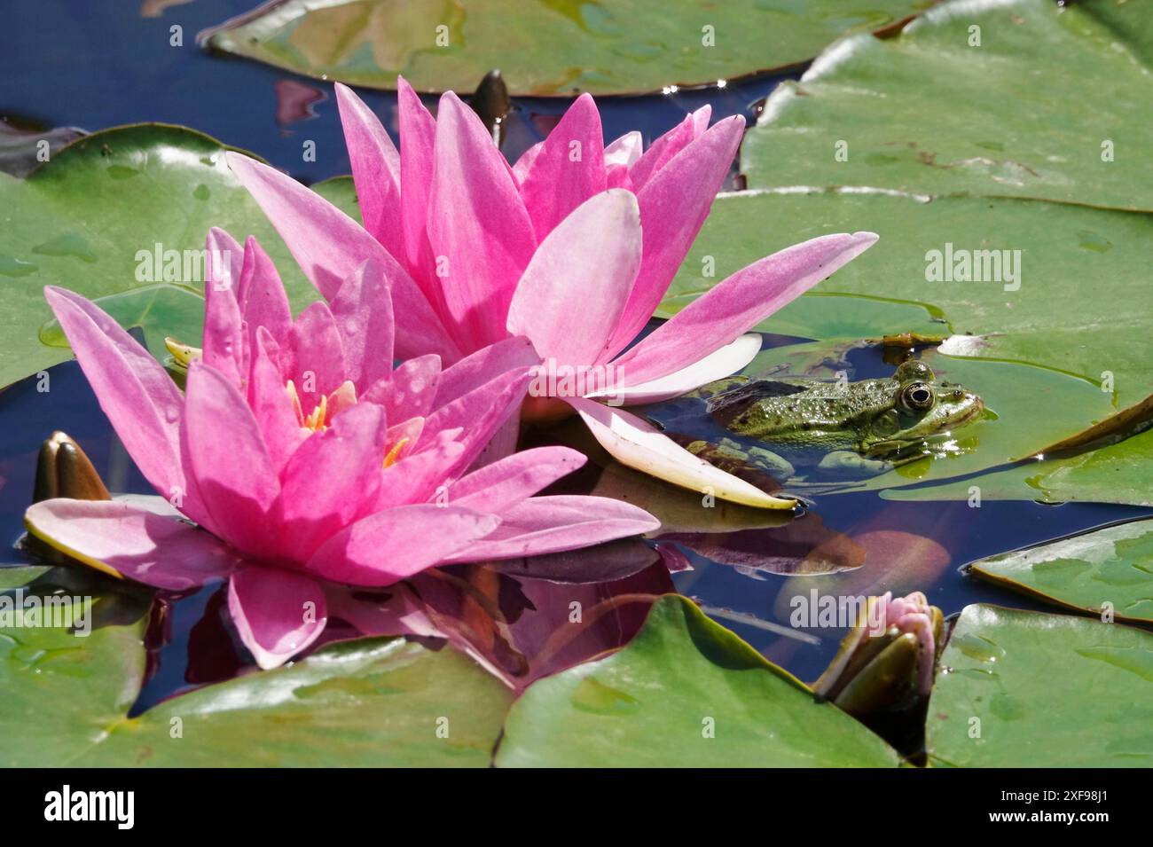 Frosch im Teich, Seerosen, Juni, Sachsen, Deutschland Stockfoto