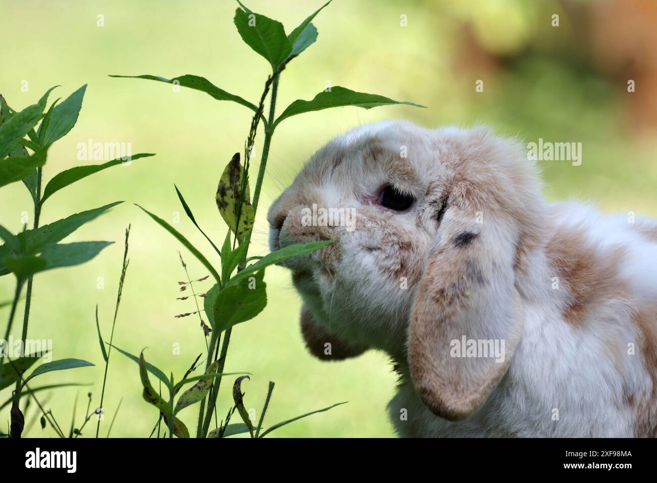 Kaninchen (Oryctolagus cuniculus domestica), Widderkaninchen, Schlampenohren, Porträt, Essen, ein Widderkaninchen frisst die Blätter einer Pflanze Stockfoto
