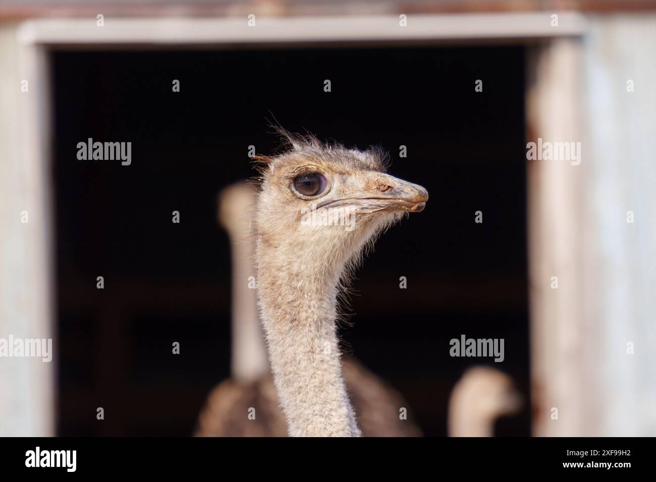 Strauß streckt selbstbewusst um das Innere eines auf dem Bauernhof geborenen Menschen. Tierhaltung Stockfoto