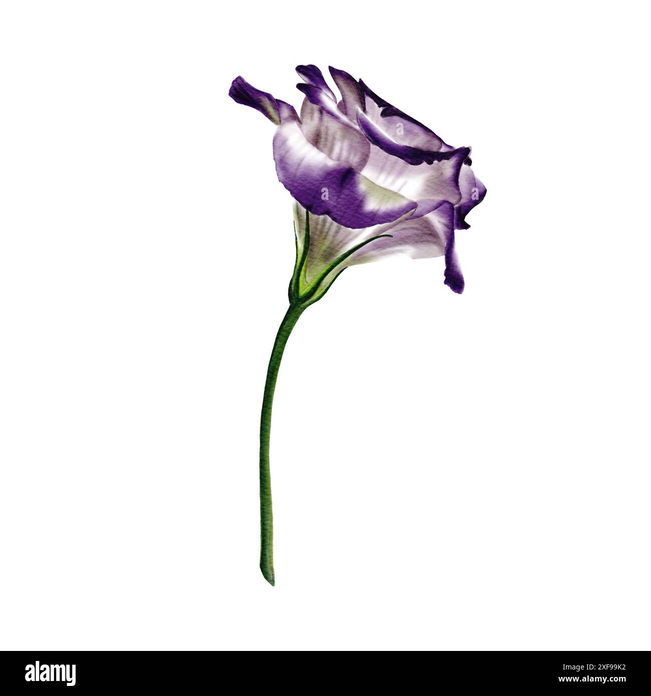 Eustoma oder Lisianthusblüte. Weiß und violett. Der Stiel ist grün. Weiß und violett. Seitenansicht. Lisianthus, Eustoma Stockfoto