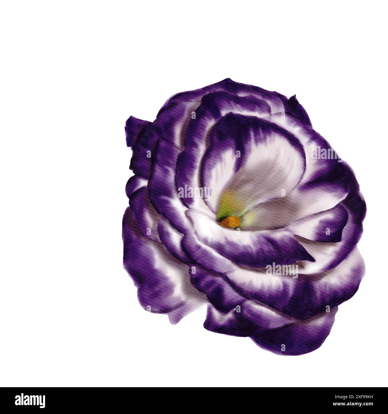 Große Blütenknospen. Seitenansicht. Lisianthus, Rose, Eustoma oder Glockenblume. Weiß, lila und Neongrün. Aquarellabbildung. Stockfoto