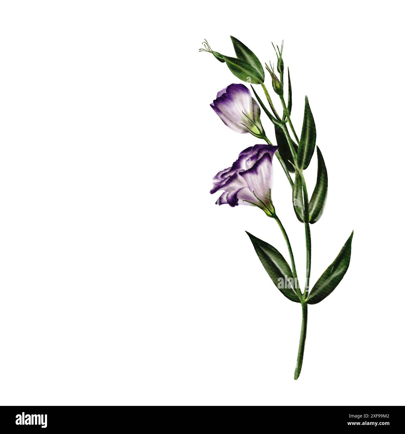 Blüte von Eustoma, Lisianthus oder Campanula. Dünner grüner Stab mit zwei Blüten und Bytons. Seitenansicht. Nach links neigen. Weiß und violett. Aquarell Stockfoto