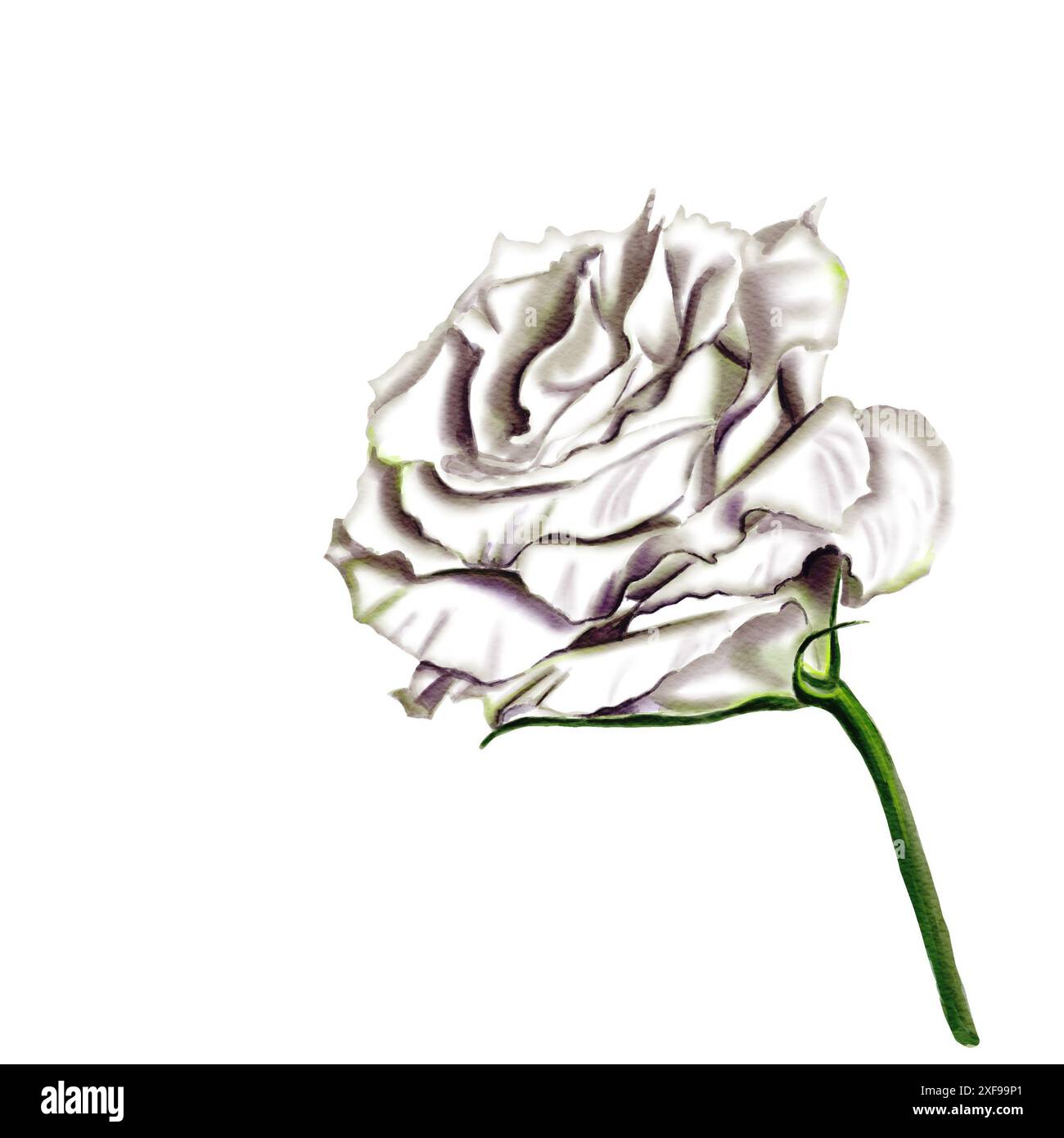 Große Knospe einer weißen Blume. Eustoma und Lisianthus oder Glockenblume. Auf einem dünnen Bein. Aquarellabbildung. Stockfoto