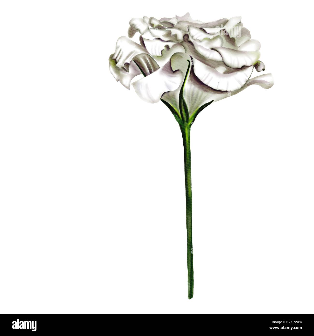 Weiße Blume auf einem dünnen Stiel. Lisianthus oder Eustoma. Große Glocke. Aquarellabbildung. Stockfoto