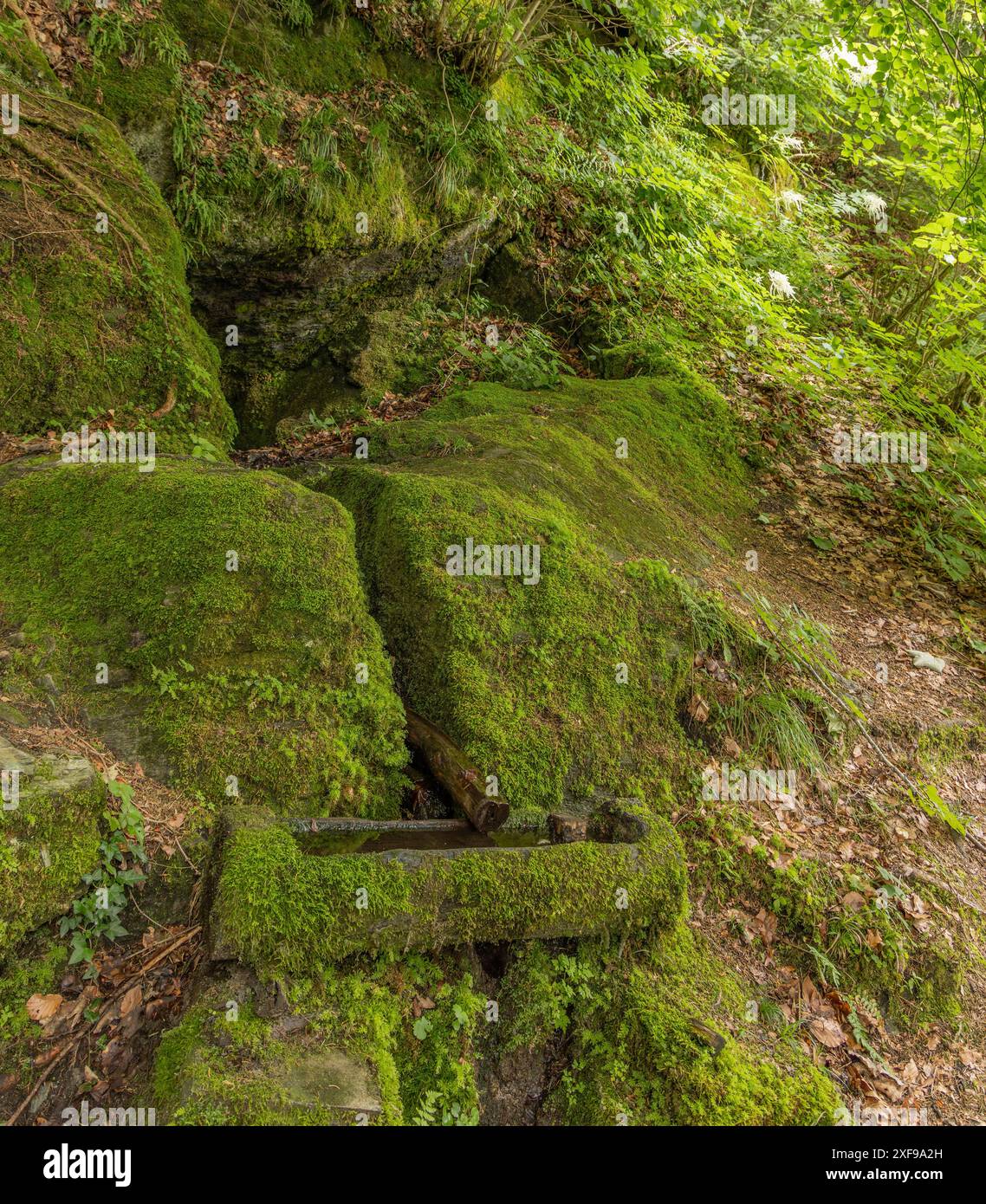 Brunnen, Moos, Wald, Stein, moosbedeckt, Power Place, Pongau Stockfoto
