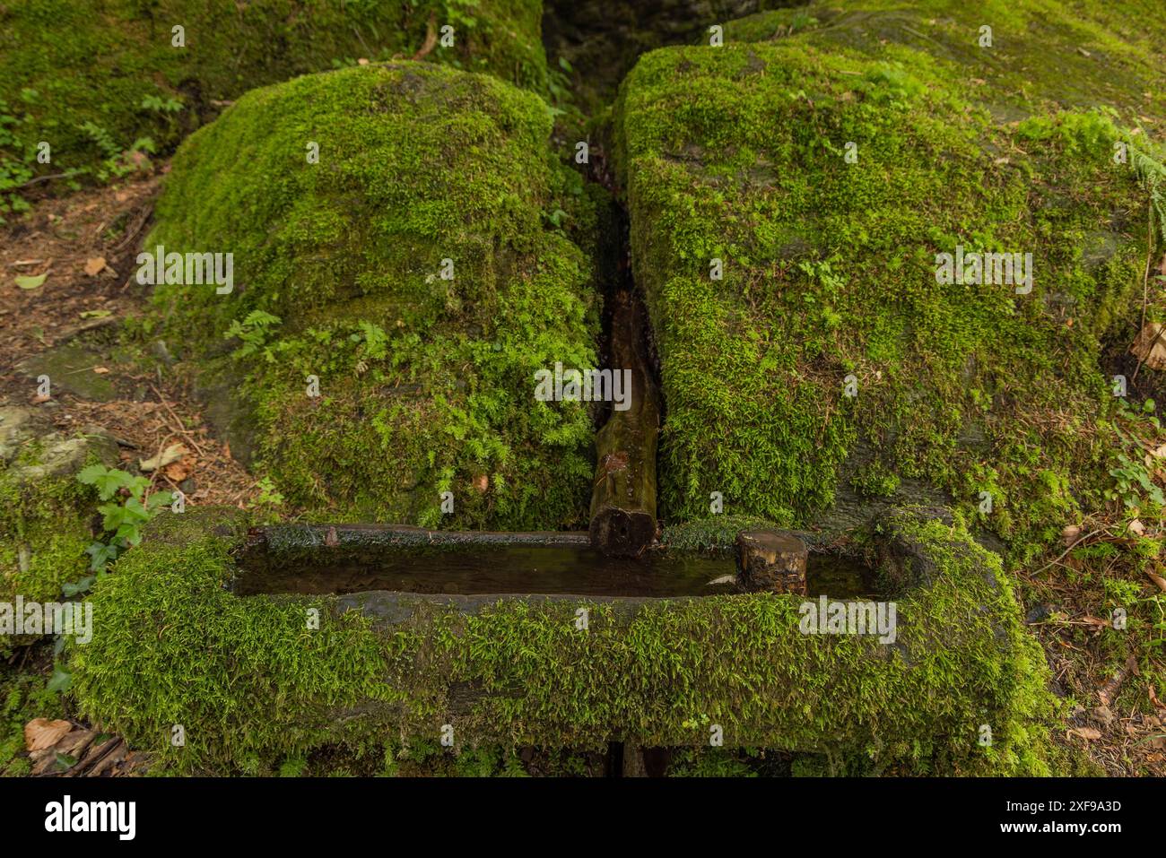 Brunnen, Moos, Wald, Stein, moosbedeckt, Power Place, Pongau Stockfoto