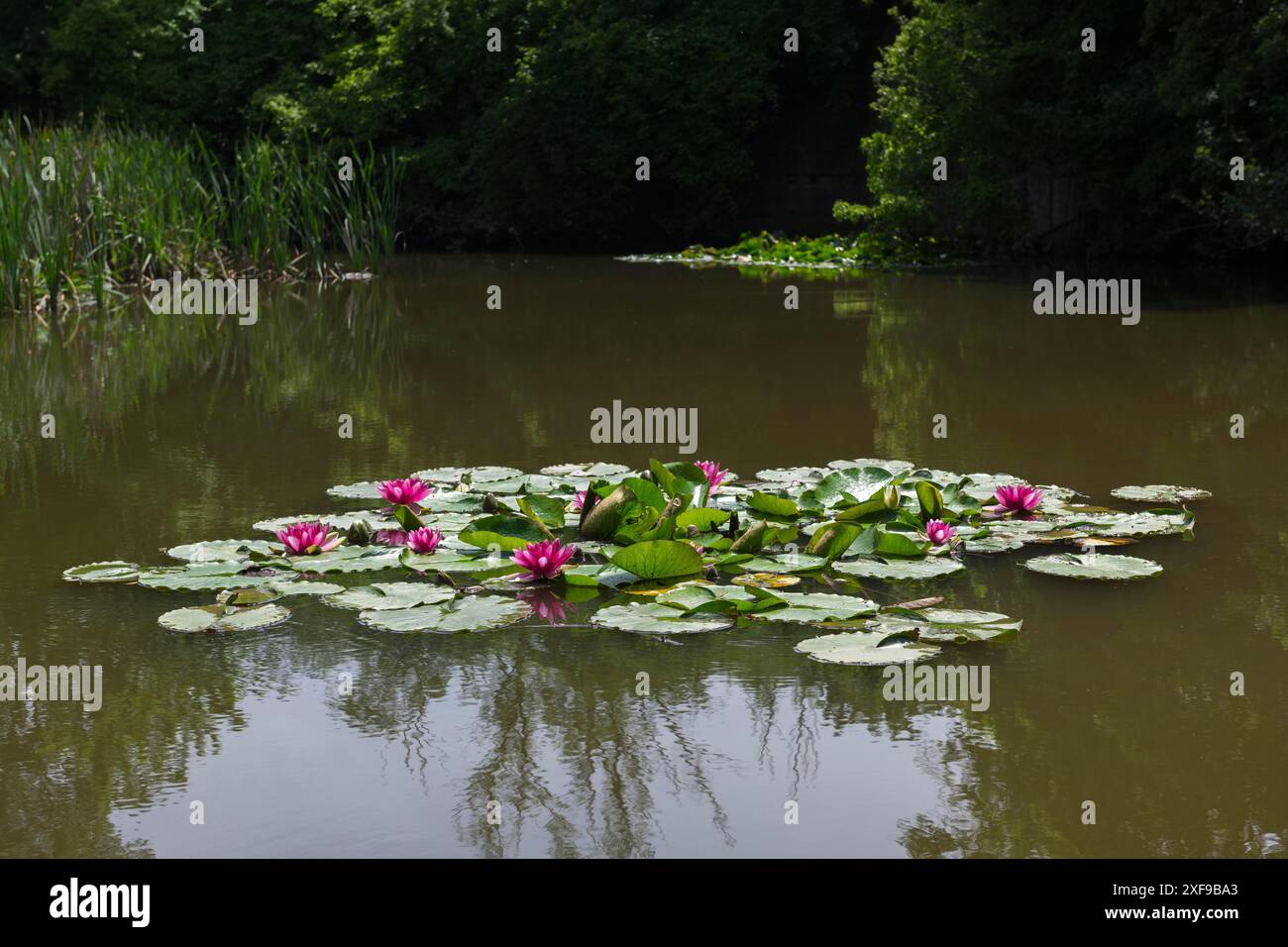 Seerosen (Nymphaea) in einem Regenwasserrückhaltebecken in den Weinbergen, das als Biotope angelegt wurde, Rosa Seerose, rot, Baden-Württemberg Stockfoto