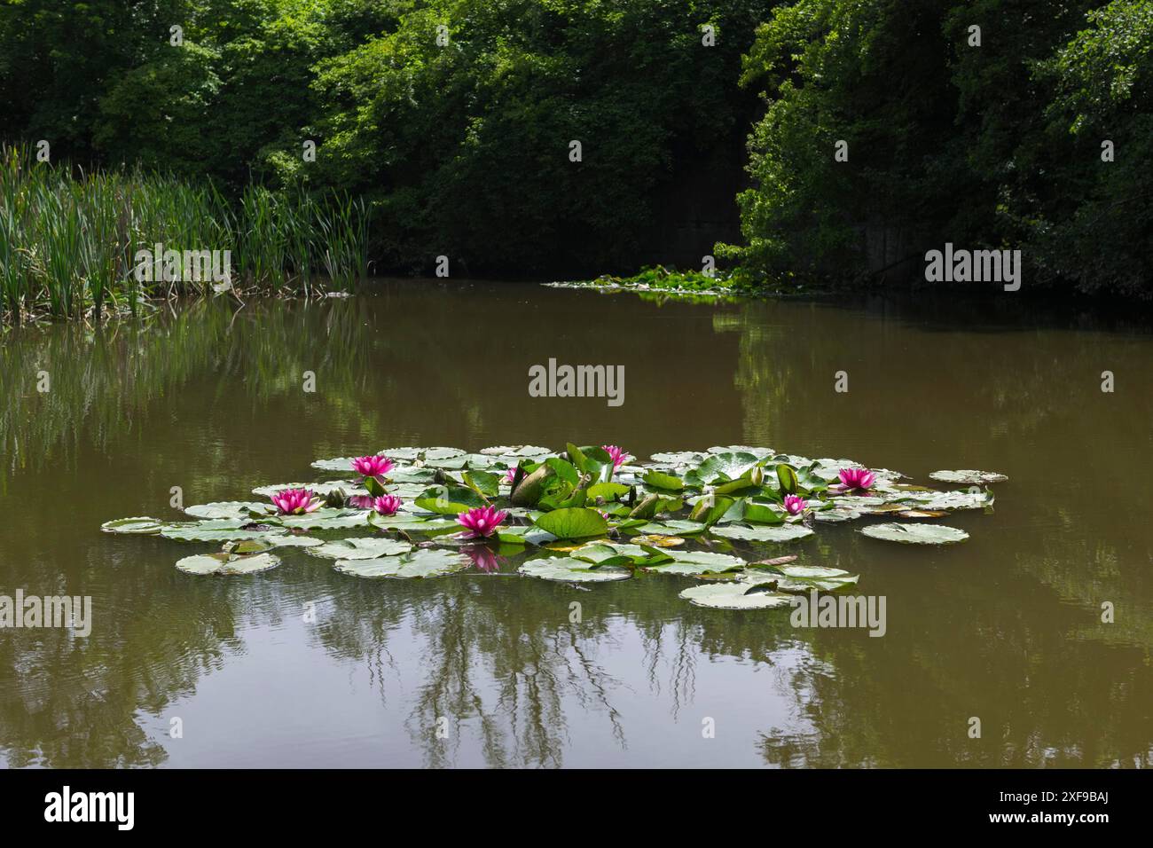 Seerosen (Nymphaea) in einem Regenwasserrückhaltebecken in den Weinbergen, das als Biotope angelegt wurde, Rosa Seerose, rot, Baden-Württemberg Stockfoto