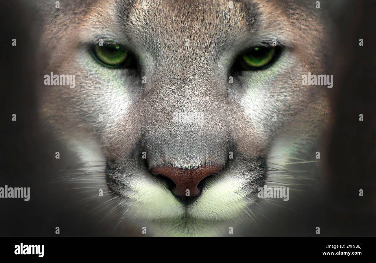 Nahaufnahme des Gesichts eines Pumas (Puma concolor) mit durchdringenden grünen Augen und detailliertem Fell, was eine ernste und majestätische Atmosphäre schafft. Weißrussland, Minsk Stockfoto