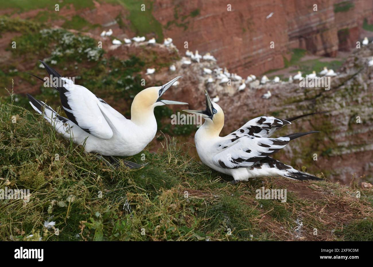 Tölpel kämpfen auf Helgoland, Deutschland Stockfoto