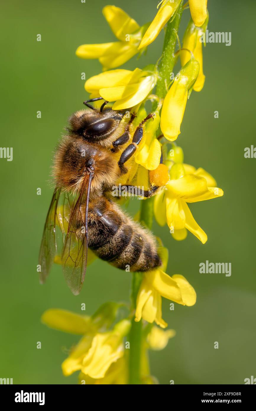 Honigbiene - APIs mellifera, häufiges populäres fliegendes Insekten, das in Wiesen und Wäldern des afro-Eurasischen Festlandes in Tschechien beheimatet ist. Stockfoto