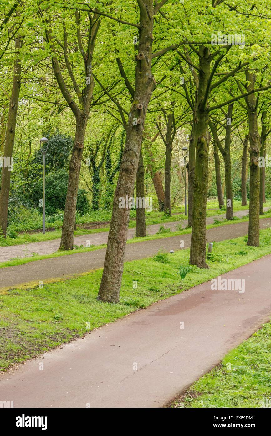 Grüner Parkweg mit hohen Bäumen, ruhige Umgebung im Frühling, Rotterdam, Niederlande Stockfoto