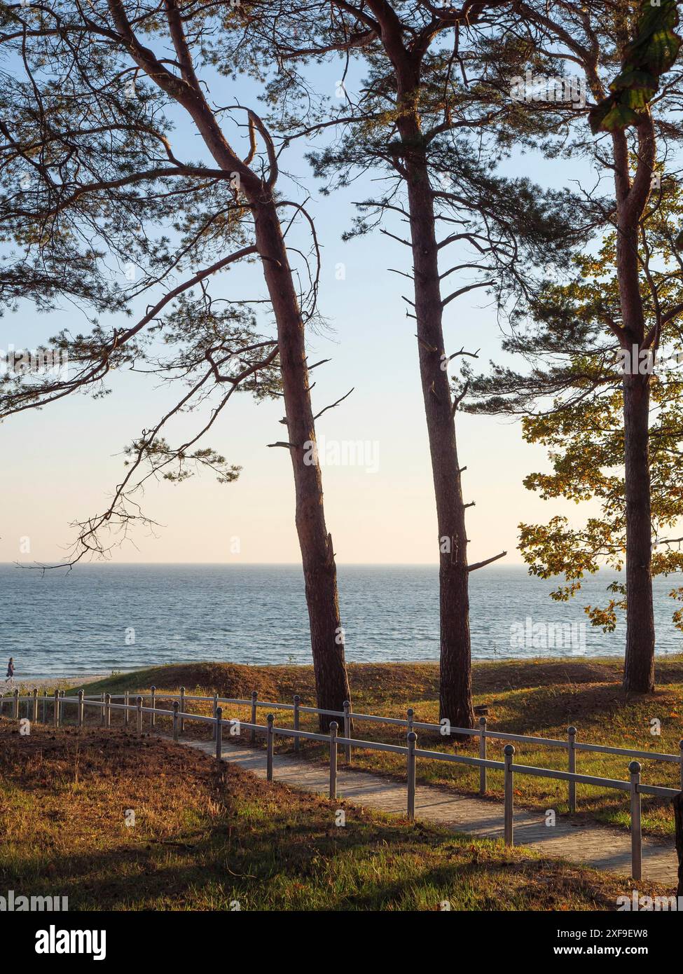 Zwei Bäume am Strand im Morgenlicht mit einem Fußweg, der am Meer entlang führt, binz, rügen, deutschland Stockfoto