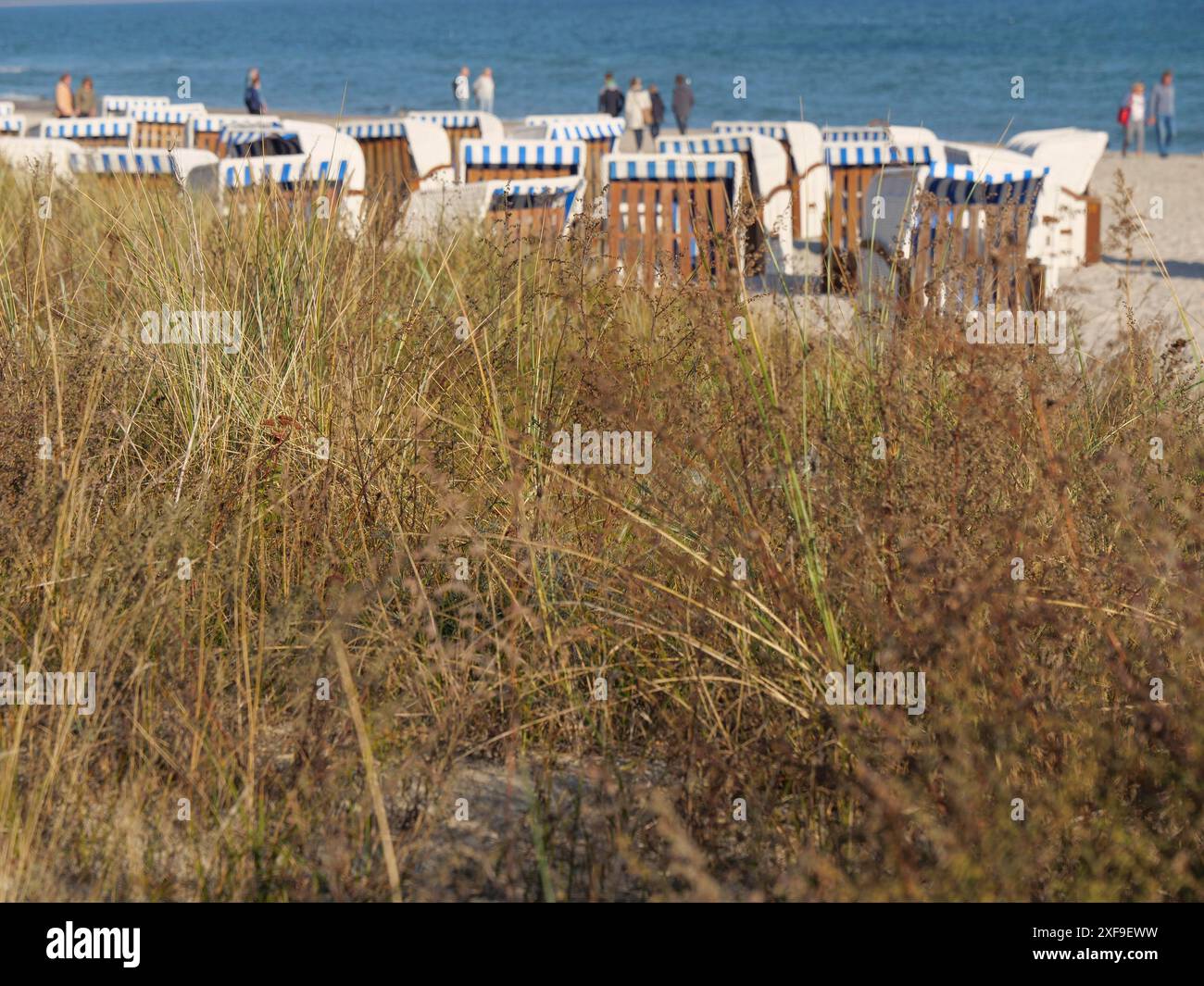 Liegestühle und trockene Dünenpflanzen am Strand mit Menschen im Hintergrund, binz, rügen, deutschland Stockfoto