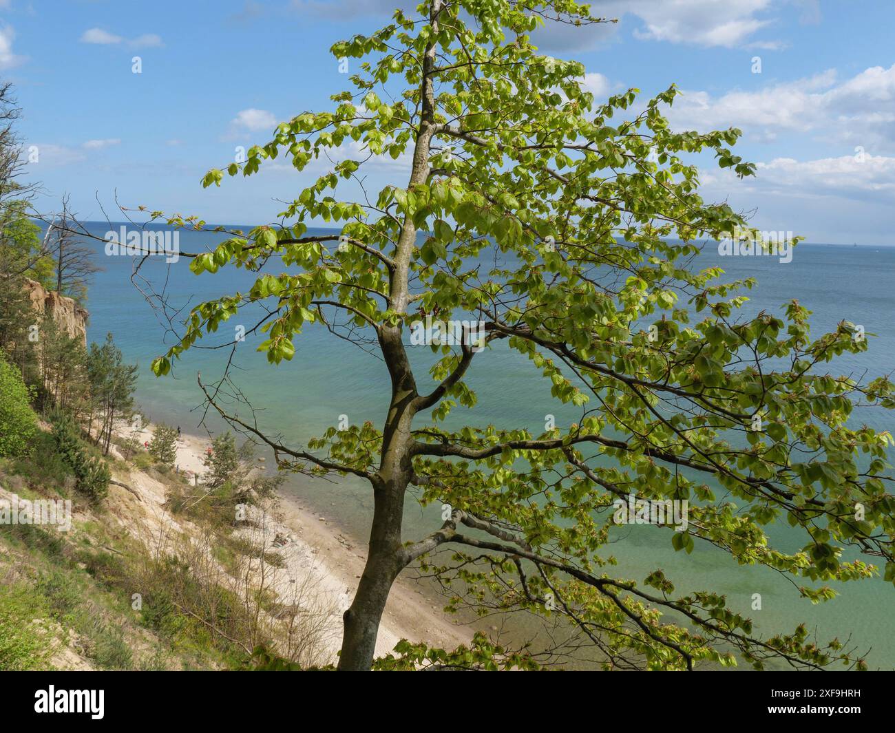 Schlanker Baum an der Küste mit Blick auf das klare blaue Meer unter sonnigem Himmel, sopot, ostsee, polen Stockfoto