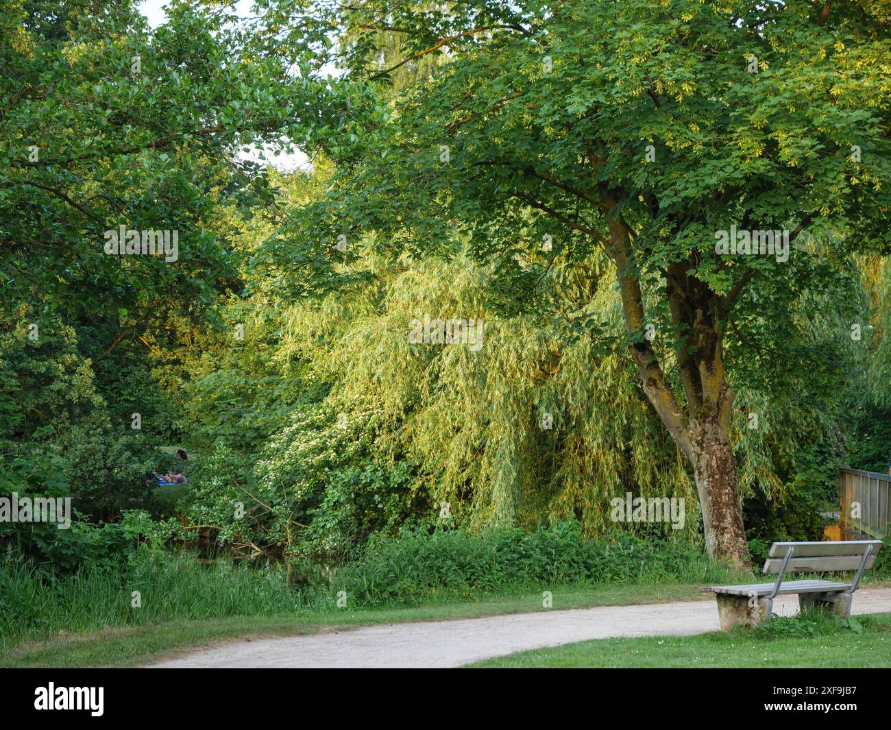 Ein idyllischer Parkweg führt vorbei an Bäumen und einer Bank, Borken, münsterland, deutschland Stockfoto