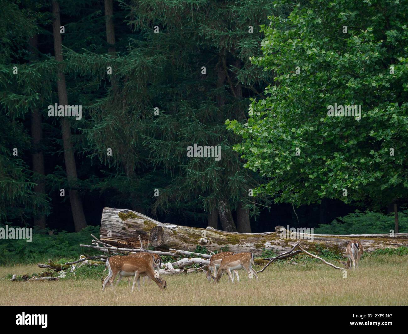 Eine kleine Gruppe von Hirschen weidet in der Nähe von umgefallenen Baumstämmen im Wald, Duelmen, deutschland Stockfoto