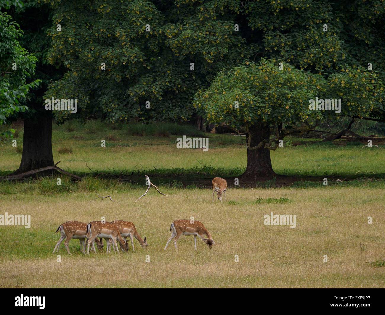 Gruppe von Hirschen, die auf einer grünen Wiese im Wald weiden, umgeben von hohen Bäumen, Duellmänner, deutschland Stockfoto