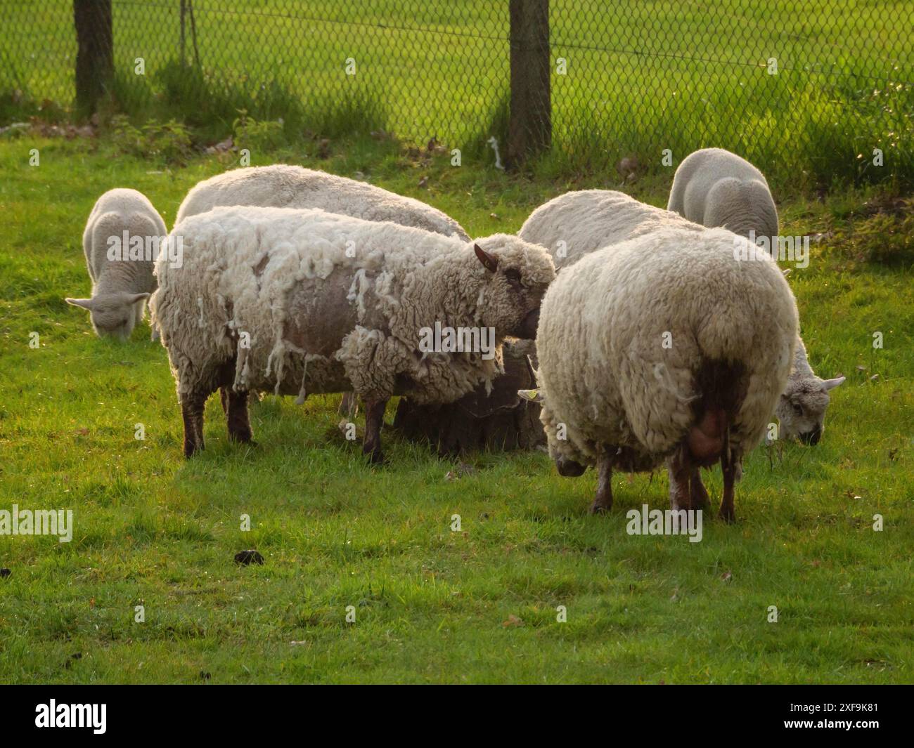 Schaf-Gruppe auf einer grünen Wiese vor einem Zaun, borken, münsterland, deutschland Stockfoto