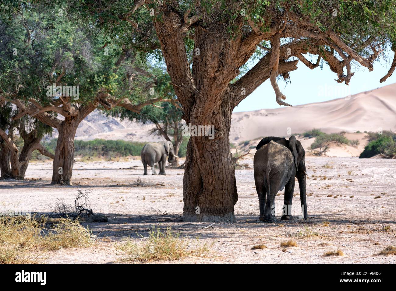Afrikanischer Elefant (Loxodonta africana), an die Wüste angepasste Elefantenmutter mit Kalb, Spaziergang im trockenen Flussbett, Hoanib-Wüste, Kaokoland, Namibia Stockfoto