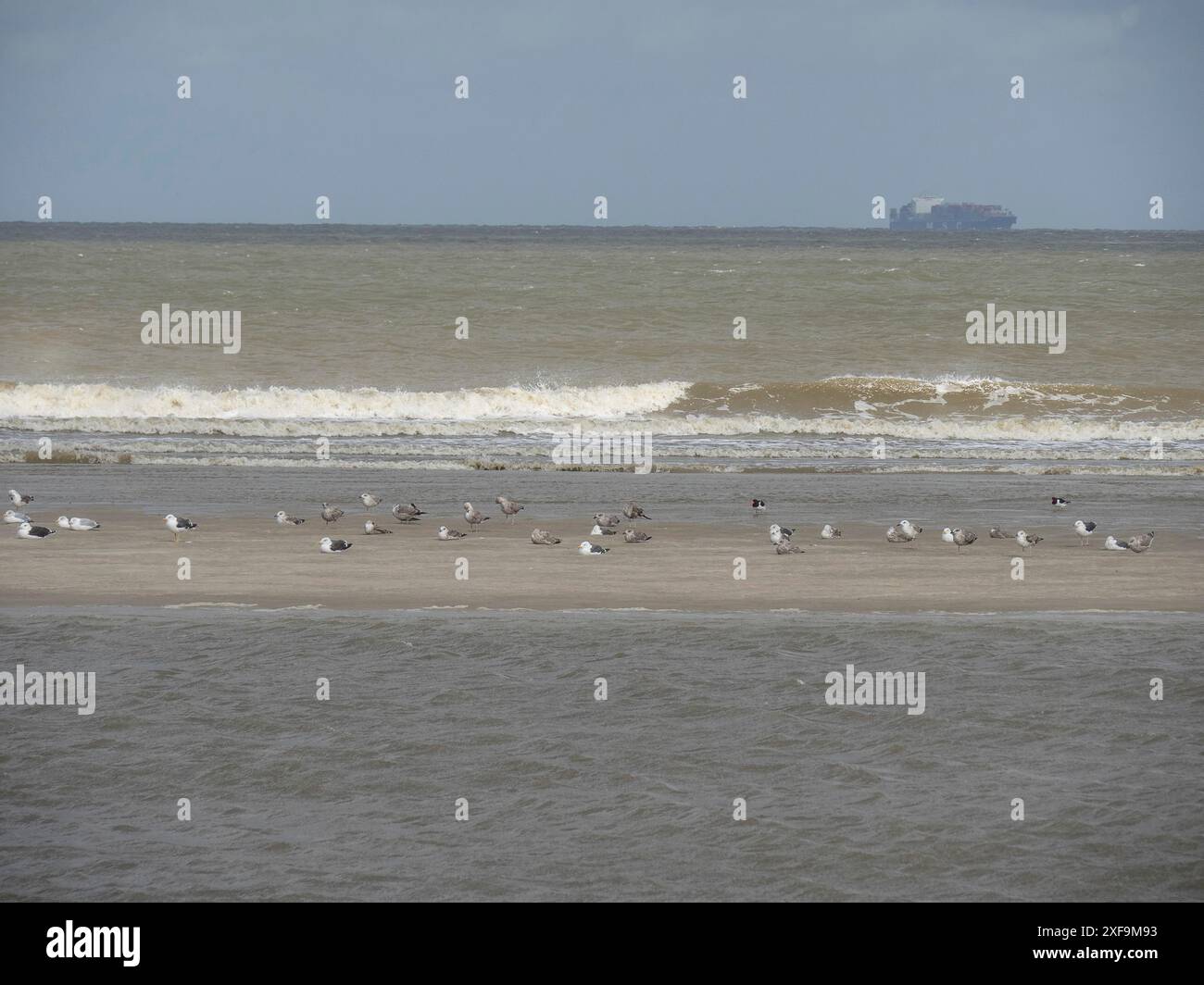 Eine Gruppe Möwen sitzt auf einer Sandbank im Meer, mit einem Schiff am Horizont und Wellen im Hintergrund, Spiekeroog, Nordsee, deutschland Stockfoto