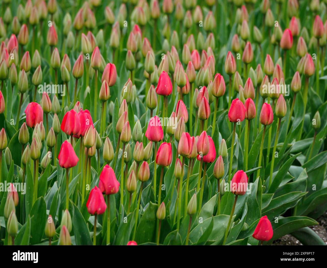 Eine Gruppe roter Tulpenknospen umgeben von grünen Blättern im Garten, urk, niederlande Stockfoto