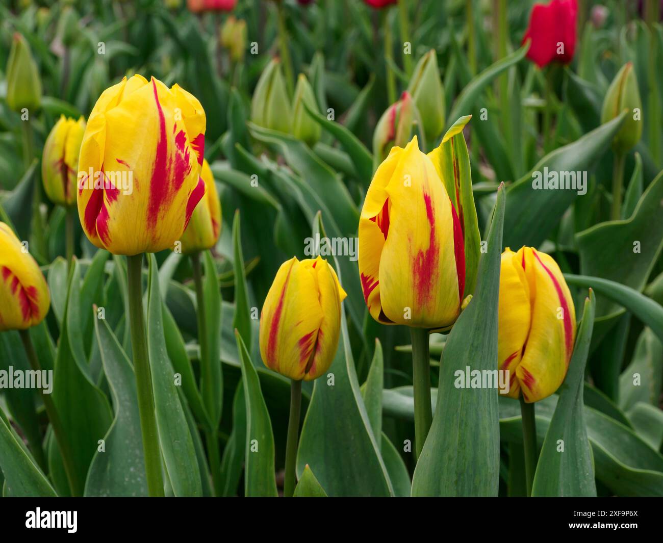 Gruppe gelb-roter Tulpen blüht auf einem Feld, urk, niederlande Stockfoto